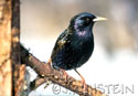 Sturnus vulgaris